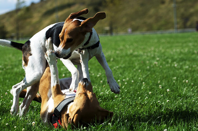 dogs playing in park