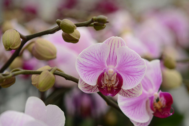 flowers in garden