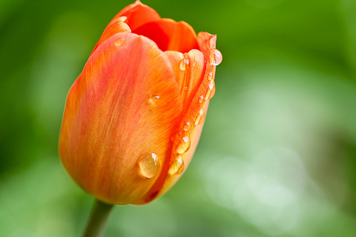 tulip in dew